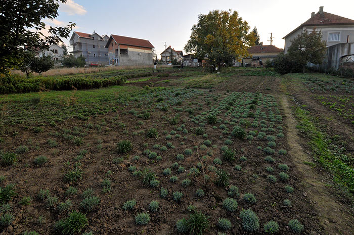 Basilio plac 2