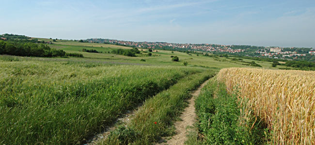 A view of Kumodraž Field (Kumodraško polje)